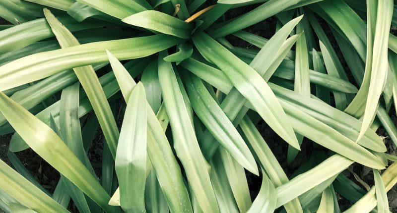 Discover the Incredible Health Benefits of Lemongrass: 5 Astonishing Reasons